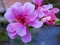 Macro photography of pink cascading geranium flowers