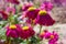 Macro photography. Pink Daisy flower.