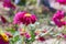 Macro photography. Pink Daisy flower.