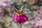 Macro photography. Pink Daisy flower with butterfly on it.