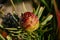 Macro photography of a Plant made with colored flower buds