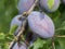 Macro photography - plum fruits