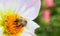 Macro photography of pollinator honey bee drinking nectar from white wild flower and garden background