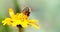 Macro photography of pollinator honey bee drinking nectar from yellow wild flower with proboscis extending into the flower