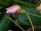 Macro photography of a poor mans rhododendron bud