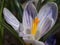 Macro photography of purple crocus