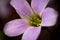 Macro photography of a purpule flower