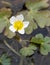 Macro photography of a Ranunculus aquatilis