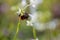 Macro photography of a red bumblebee feeding on a tiny white exotic flower