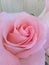 Macro photography roses, flower