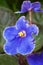 Macro photography of a Saintpaulia African violet flower