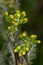 Macro photography of a Senecio vulgaris