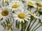 Macro photography shot of fresh cut white and yellow daisy flower blooms up close with a selective focus and a white background.