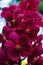 Macro photography showing close up of Tropical orchid Ascocenda flowers in red colours