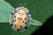 Macro photography showing a transperant yellow lady bird