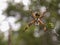 Macro photography of a silver argiope spider with a prey