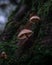 Macro photography of small mushrooms. Beautiful nature