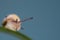 Macro photography Snail or slug on the age of a leaf looking at the side .