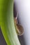 Macro photography Snail or slug shell on green leaf climbing up