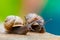 Macro photography of snails. Close-up. Blur effect