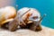 Macro photography of snails. Close-up. Blur effect.