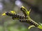 Macro photography of some black and yellow spotted caterpillars