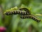 Macro photography of some black and yellow spotted caterpillars eating leaves