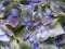 Macro photography of some hortensia flowers 2