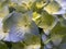 Macro photography of some hortensia flowers 5