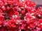 Macro photography of  some tiny red garde flowers with a fly