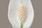 Macro photography of Spathiphyllum cochlearispathum or peace lily flower