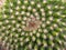 Macro photography of a spiny pincushion cactus from the top