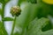 Macro photography of a spring time flower bud, about to open, as photographed after a heavy downpour