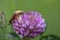 Macro photography of a striped scarab beetle on a red clover