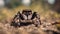 Macro Photography Style Animation of Cute Brown Furry Jumping Spider.
