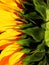 Macro photography of sunflower