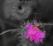 macro photography of syrphid or hover fly on a thistle flower