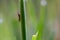 Macro photography of a tiny brown grasshopper hidden behind a blade of grass