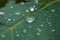 Macro Photography to a natural transparent beauty rain drops over a textured green leaf