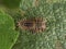 Macro photography of a tortoise beetle larva on a leaf 1