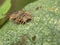 Macro photography of a tortoise beetle larva on a leaf 3