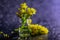 Macro photography of transparent bottle with tiny yellow mimosa flowers on dark purple background with sparkles