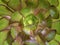 Macro photography of the tree aeonium succulent plant leave