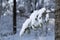 Macro photography of tree branch with green leaves in the forest covered with heavy snow