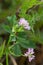 Macro photography of a Trifolium resupinatum