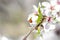 Macro photography of two ladybugs on the branch of a flowering almond tree, during spring