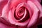 Macro photography of a vibrant pink rose petal with dewdrops