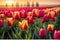 Macro Photography of a Vibrant Tulip Field Under the Soft Glow of Dawn Light - Foreground Focused with Ethereal Elegance