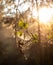 Macro photography of water drops on a beautiful cobweb in backlight, with small leaves of the plant where it hangs green