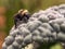 Macro photography of a wet bumblebee on a kale leaf